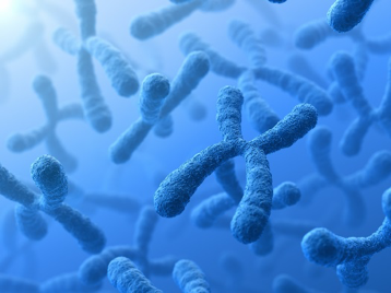 Image of chromosomes showing research in human genetics.